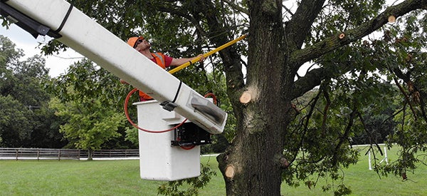 Trimming a tree from a bucket truck