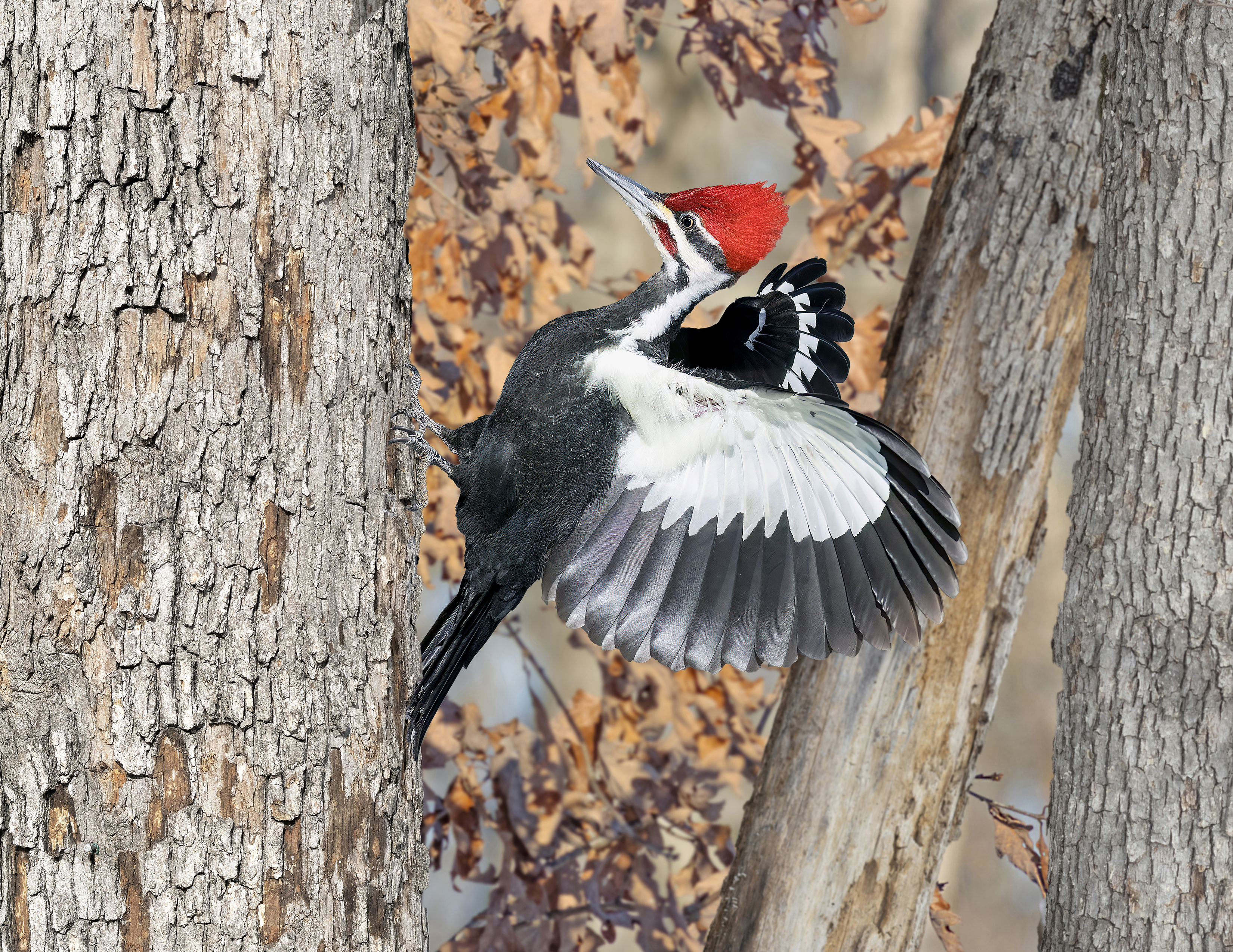 “Defending Territory” Second Place Charles Marks, Wright City