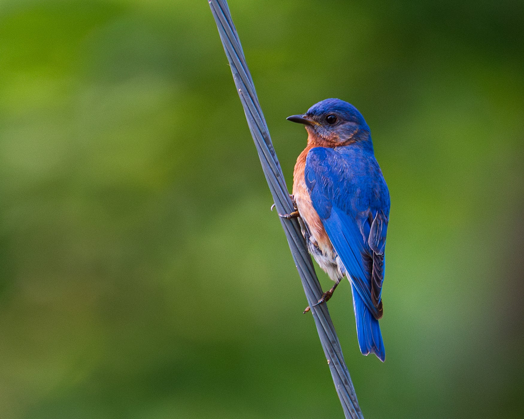 “Vibrant Male Bluebird” Third Place Jan Berndtson, Troy